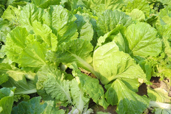 Tasty Healthy Green Colored Lettuce Leaf Farm Harvest — Stock Photo, Image