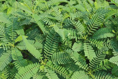 Yakıt ikmali için çiftlikte yeşil renkli dhaincha ağacı