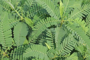 Yakıt ikmali için çiftlikte yeşil renkli dhaincha ağacı