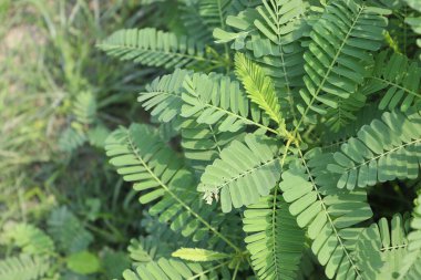 Yakıt ikmali için çiftlikte yeşil renkli dhaincha ağacı