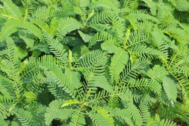 Yakıt ikmali için çiftlikte yeşil renkli dhaincha ağacı