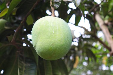 yeşil çiğ mango çiftlikteki ağaçta hasat ve yemek için