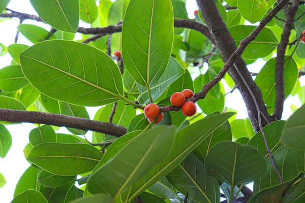 Φρούτα Banyan Φύλλα Δέντρο Στην Εκμετάλλευση Για Υγειονομική Περίθαλψη — Φωτογραφία Αρχείου