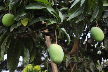yeşil çiğ mango çiftlikteki ağaçta hasat ve yemek için