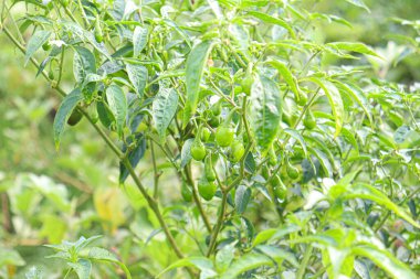 Hasat için çiftlikteki ağaçta yeşil kırmızı biber