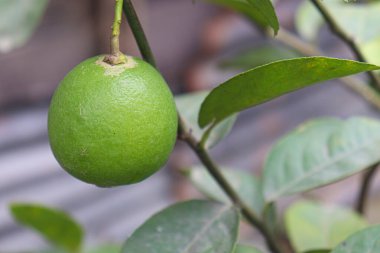 Hasat için çiftlikteki ağaçtaki lezzetli ve sağlıklı yeşil limon.