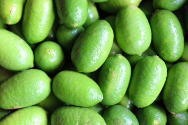 Hasat için çiftlikteki ağaçtaki lezzetli ve sağlıklı yeşil limon.