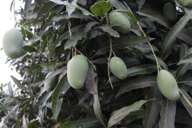 yeşil çiğ mango çiftlikteki ağaçta hasat ve yemek için