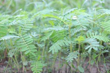 Yakıt ikmali için çiftlikte yeşil renkli dhaincha ağacı