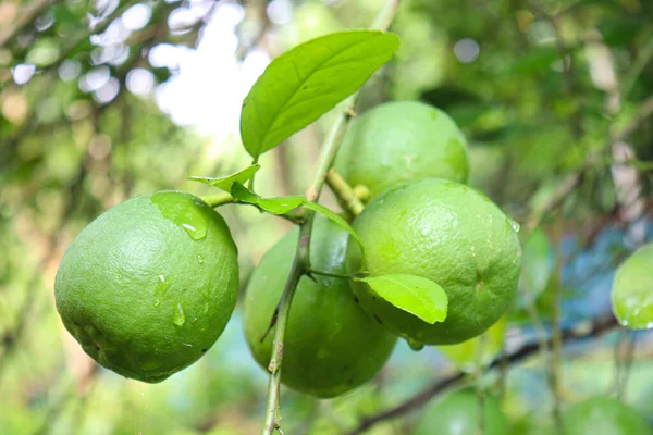 Sabroso Saludable Limón Verde Árbol Granja Para Cosecha — Foto de Stock
