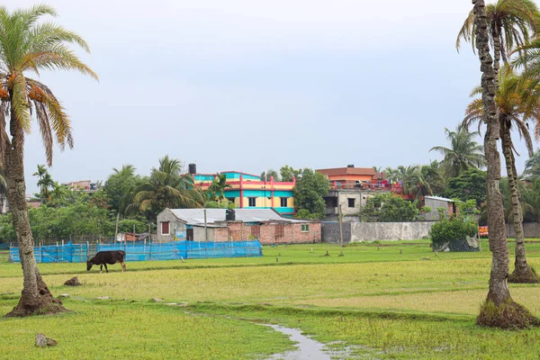 Bangladeş hasat için ağaçlara yakın hurma ağaçları