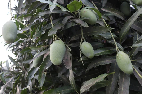 yeşil çiğ mango çiftlikteki ağaçta hasat ve yemek için