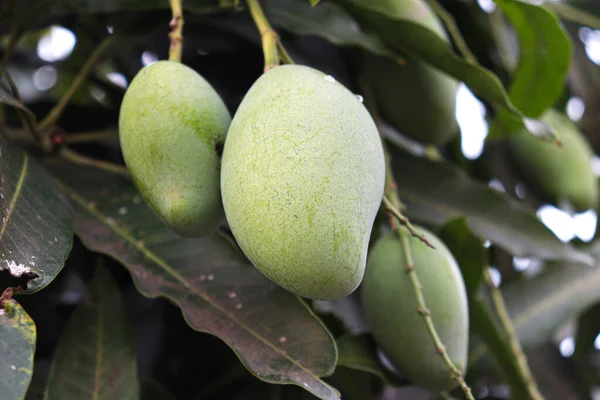 yeşil çiğ mango çiftlikteki ağaçta hasat ve yemek için