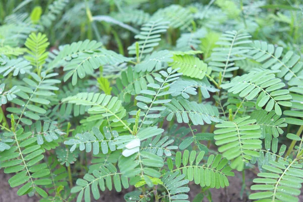 Árvore Dhaincha Cor Verde Fazenda Para Abastecer — Fotografia de Stock