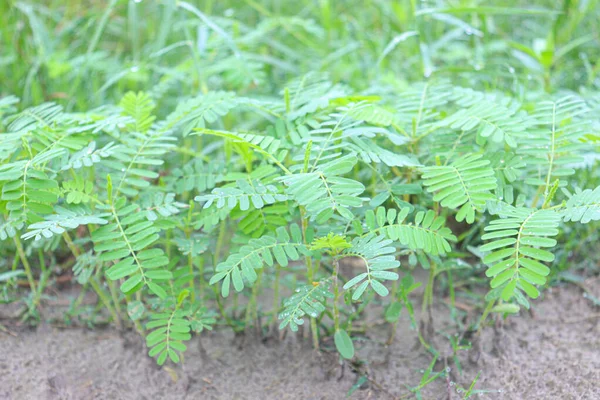 Árbol Dhaincha Color Verde Granja Para Repostar — Foto de Stock