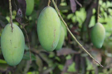 yeşil çiğ mango çiftlikteki ağaçta hasat ve yemek için
