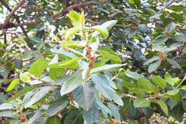 Sağlık tedavisi için tarlada yapraklı banyan meyvesi