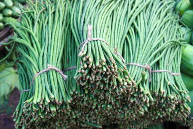 Taze ve sağlıklı Yardlong fasulye stoku satışta.