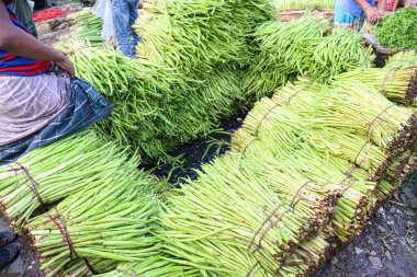 Taze ve sağlıklı yeşil arum lob stoku