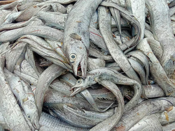 Tasty Dried Salted Fish Stock Hanging Farm Harvest Sell — Stock Photo, Image