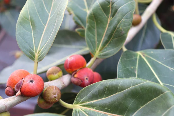 red colored banyan fruit on tree in garden for animal food