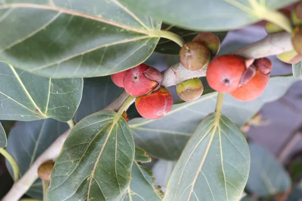 Κόκκινα Φρούτα Banyan Στο Δέντρο Στον Κήπο Για Διατροφή Των — Φωτογραφία Αρχείου