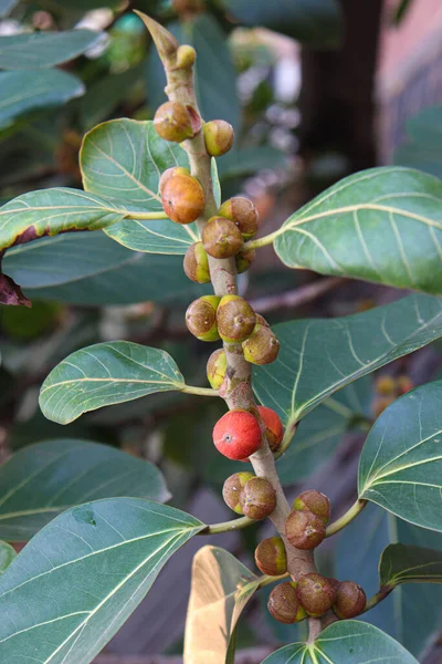 Red Colored Banyan Fruit Tree Garden Animal Food — Stock Photo, Image