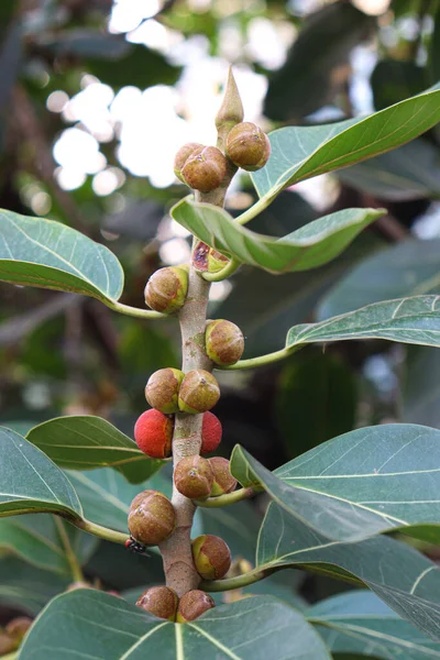 red colored banyan fruit on tree in garden for animal food