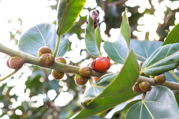 Κόκκινα Φρούτα Banyan Στο Δέντρο Στον Κήπο Για Διατροφή Των — Φωτογραφία Αρχείου