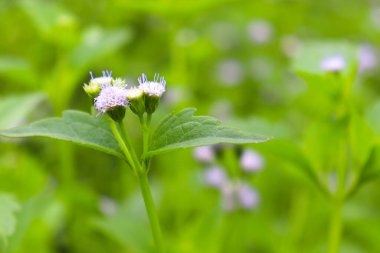 Beyaz renkli çimen çiçeği doğayla iç içe.