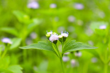 Beyaz renkli çimen çiçeği doğayla iç içe.