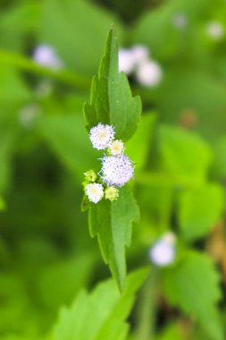 Beyaz renkli çimen çiçeği doğayla iç içe.