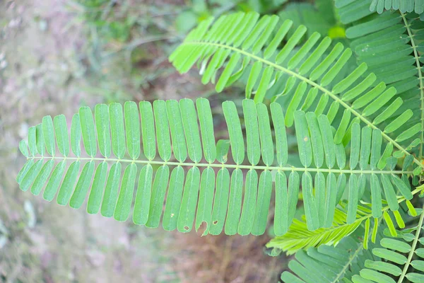 Planta Árvore Dhaincha Cor Verde Campo Para Colheita — Fotografia de Stock