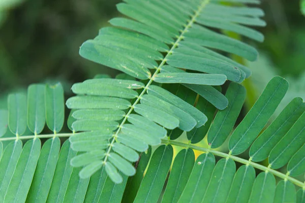 Planta Dhaincha Color Verde Campo Para Cosecha — Foto de Stock