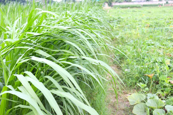 Hayvan maması için yeşil renkli çim çiftliği