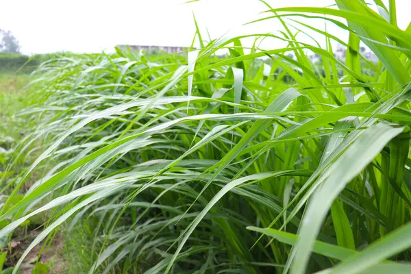 Warna Hijau Pertanian Rumput Untuk Makanan Hewan — Stok Foto