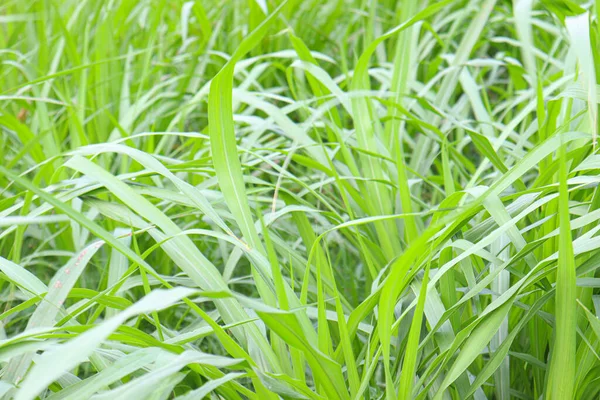 Warna Hijau Pertanian Rumput Untuk Makanan Hewan — Stok Foto