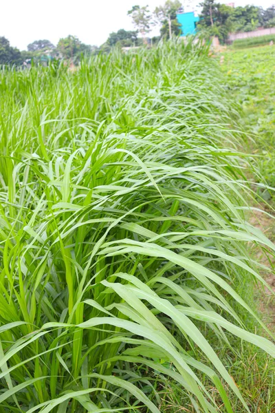 Hayvan maması için yeşil renkli çim çiftliği