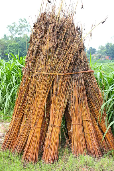 Olgun ve kuru jüt çubukları sahalarda satılıyor.