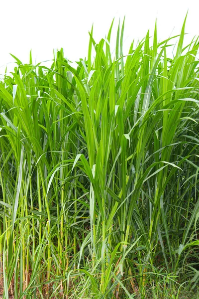 green colored grass farm for animal food