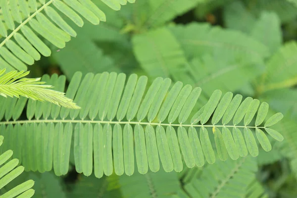 収穫のために畑に植えられた緑色のデンチャツリー — ストック写真