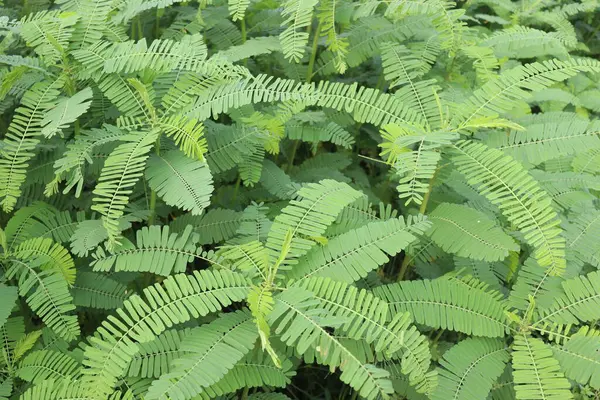 Planta Árvore Dhaincha Cor Verde Campo Para Colheita — Fotografia de Stock