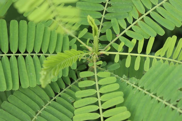 yeşil renkli dhaincha ağacı hasat için tarlada.