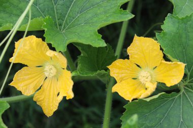 sarı renkli balmumu kabak çiçeği çiftlikteki ağaçta hasat için