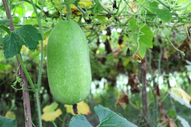 Lezzetli ve sağlıklı taze yeşil renkli balmumu koruyucu çiftlikteki ağaçta hasat için