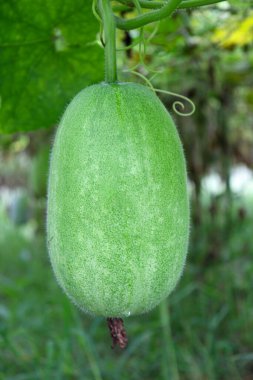 Lezzetli ve sağlıklı taze yeşil renkli balmumu koruyucu çiftlikteki ağaçta hasat için