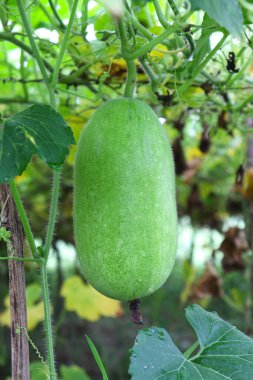 Lezzetli ve sağlıklı taze yeşil renkli balmumu koruyucu çiftlikteki ağaçta hasat için
