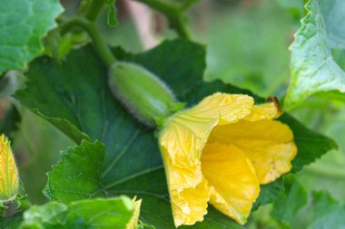 sarı renkli balmumu kabak çiçeği çiftlikteki ağaçta hasat için