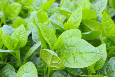 Hasat için tarlada yeşil renkli ıspanak çiftliği