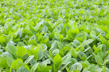 Hasat için tarlada yeşil renkli ıspanak çiftliği